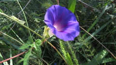 Ipomoea pubescens