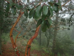 Arbutus