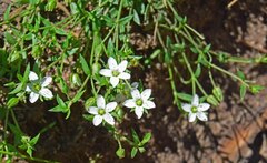 Arenaria lanuginosa