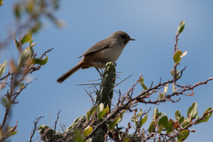 Asthenes dorbignyi arequipae