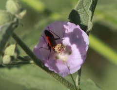 Adelphocoris
