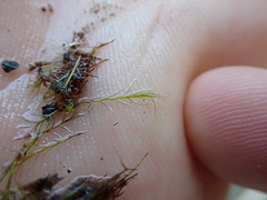 Distichium capillaceum