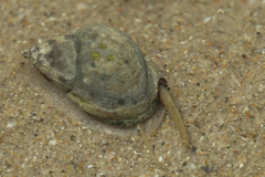Nassarius pauperatus