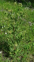 Cirsium parryi