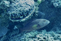 Variola albimarginata