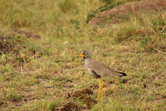 Vanellus senegallus