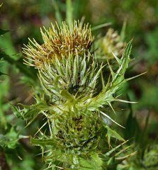 Cirsium parryi