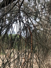 Allocasuarina verticillata