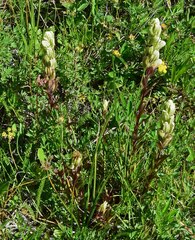 Castilleja occidentalis