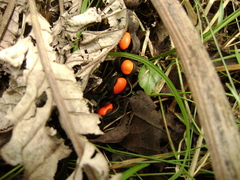 Erythrina folkersii