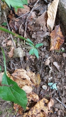 Symphyotrichum retroflexum