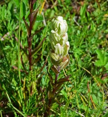 Castilleja occidentalis