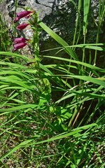 Penstemon whippleanus
