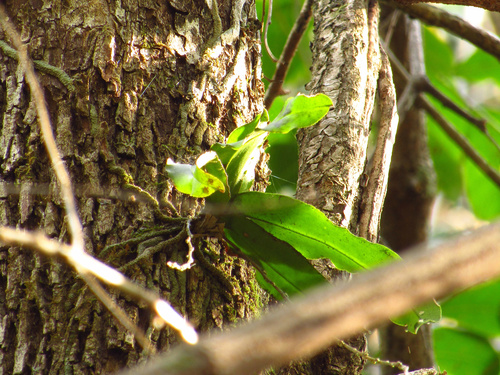 Image of Rhinerrhiza divitiflora by (c) Samuel Frankel, some rights reserved (CC BY)