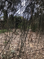 Allocasuarina verticillata