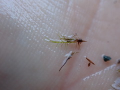 Distichium capillaceum