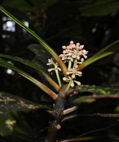 Phellinaceae
