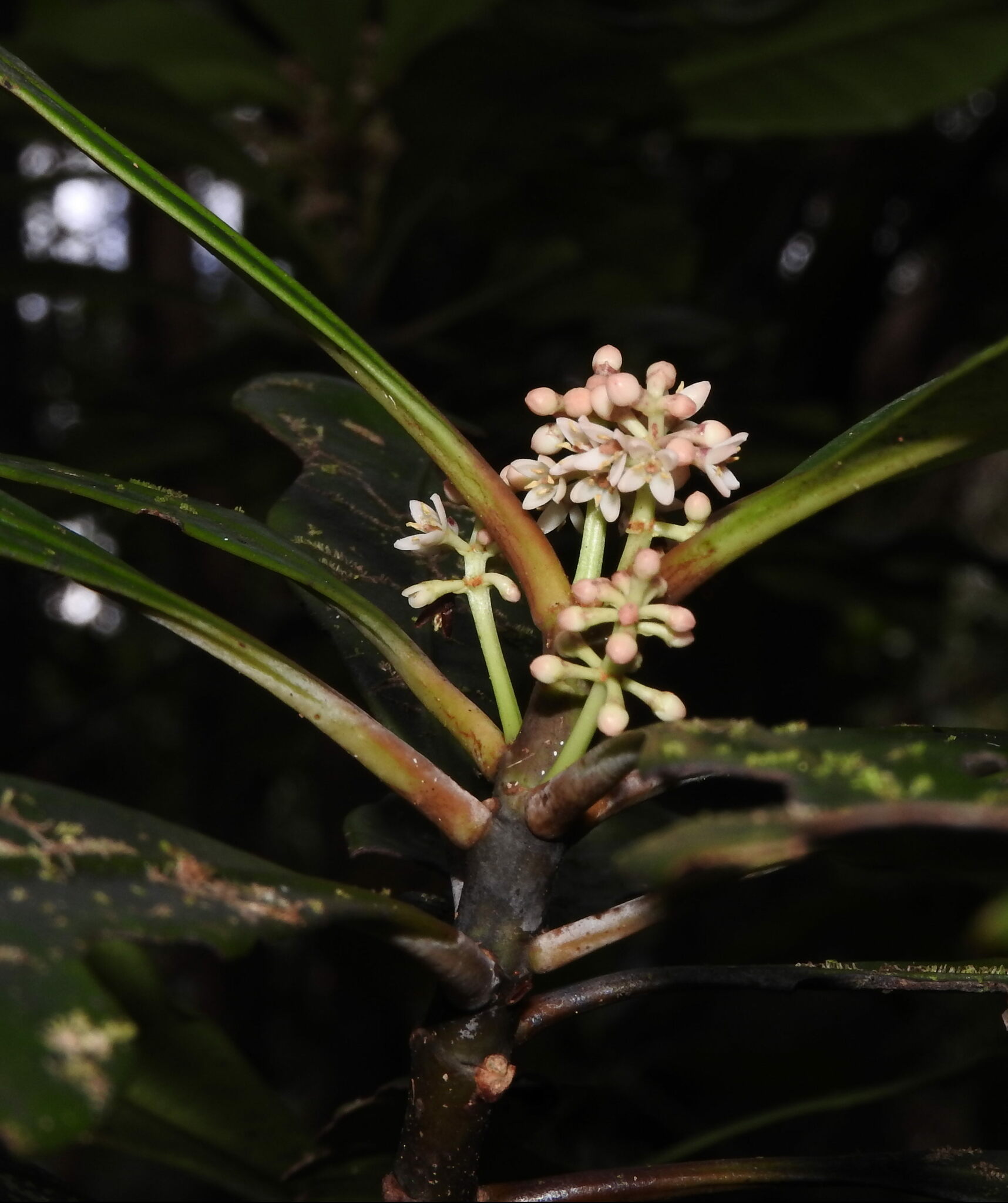 Phellinaceae