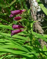 Penstemon whippleanus