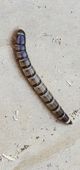 Tenebrio obscurus