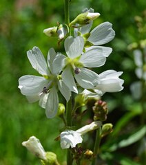 Sidalcea candida