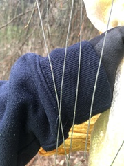 Allocasuarina verticillata