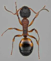 Dolichoderus plagiatus