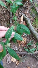 Symphyotrichum retroflexum