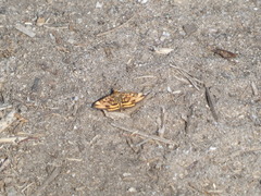 Pyrausta subsequalis