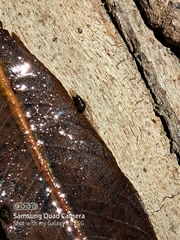 Potamopyrgus antipodarum