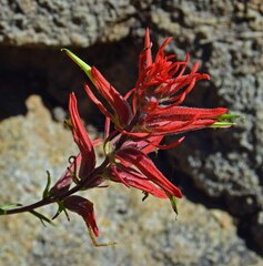 Castilleja linariifolia