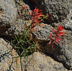 Castilleja linariifolia