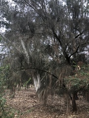 Allocasuarina verticillata