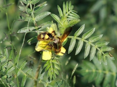 Xanthocampsomeris limosa