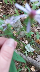 Symphyotrichum retroflexum