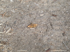 Pyrausta subsequalis