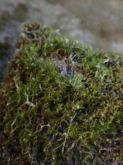 Distichium capillaceum