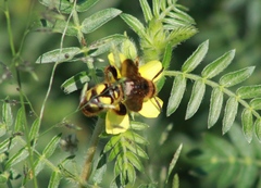 Xanthocampsomeris limosa