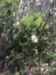 Melaleuca ericifolia