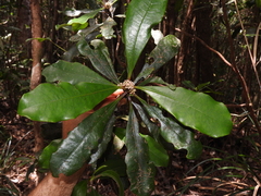 Phelline lucida