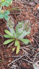 Plantago bellardii