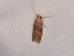 Sciota rubrisparsella