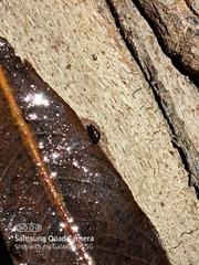 Potamopyrgus antipodarum