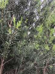 Melaleuca ericifolia