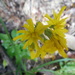 Hieracium racemosum - Photo (c) Claudio Flamigni, some rights reserved (CC BY-NC), uploaded by Claudio Flamigni