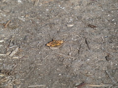 Pyrausta subsequalis