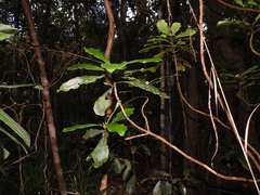 Phelline lucida