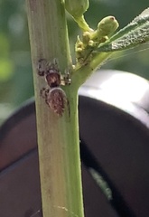 Eris militaris