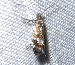 Anacampsis