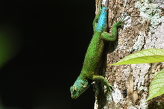 Sceloporus malachiticus